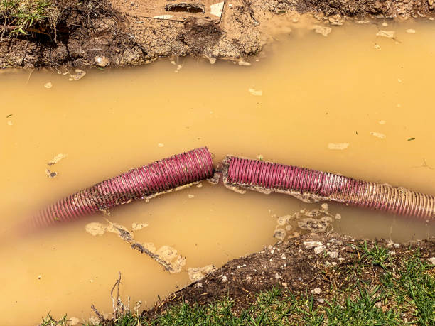 Best Basement water damage restoration  in Red Bank, SC